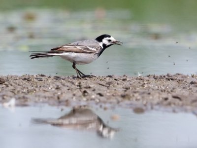 Barzdabilleget (Motacilla alba) 0343