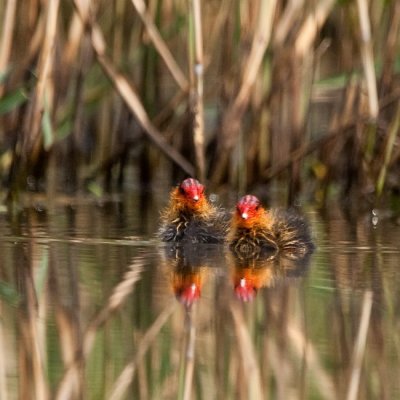 Szrcsa (Fulica atra) 0445