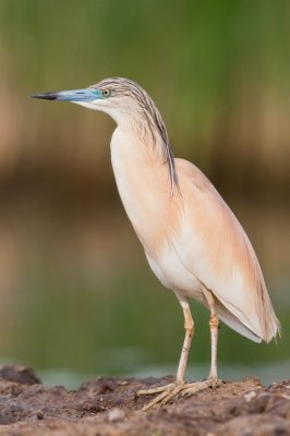 stksgm (Ardeola ralloides) 0665