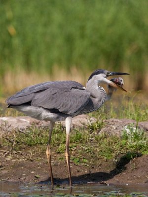 Szrke gm (Ardea cinerea) 0083