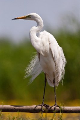 Nagy kcsag (Egretta alba) 2218