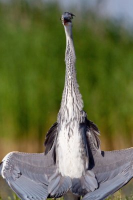 rlt szrke gm (Ardea cinerea insana)