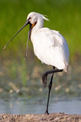 Kanalasgm (Platalea leucorodia) 2325