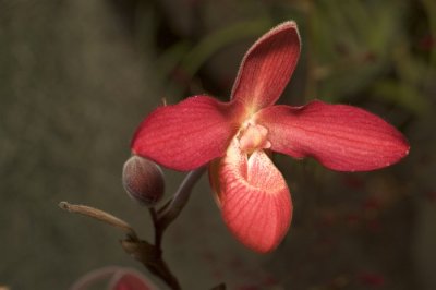 Orchidea 1 05-04-02.jpg