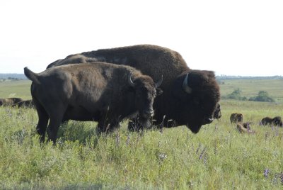 Maxwell Game Preserve