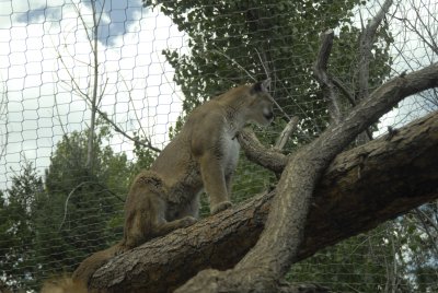 Cheyenne Mountain Zoo