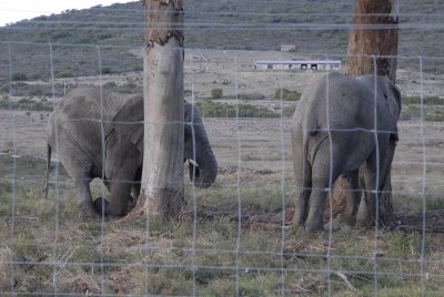 Our front garden visitors