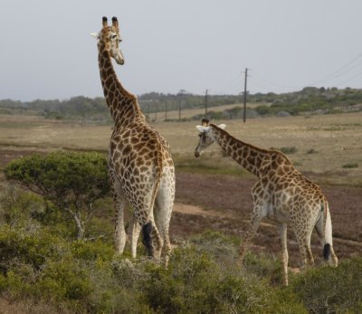Giraffe