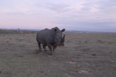 Rhino