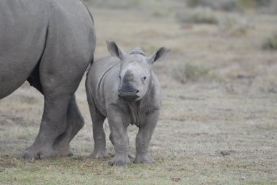 Rhino cow & calf