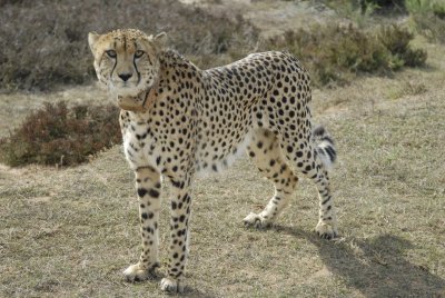 Madala