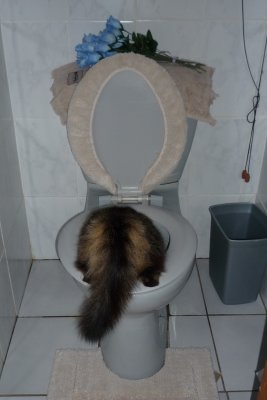 Wild animal?
