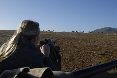 Darting impala