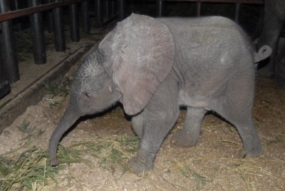 1 week old elephant calf at Knysna Elephant Park