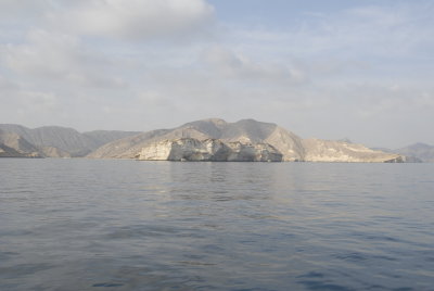Dolphin watching