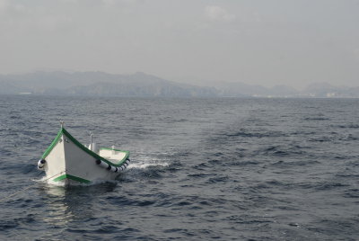 Dolphin watching