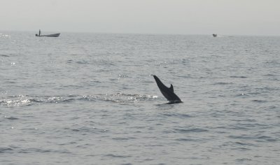 Dolphin watching