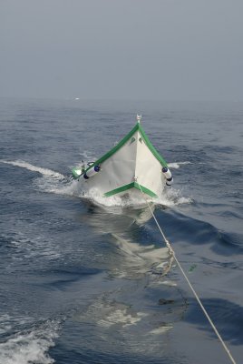 Dolphin watching