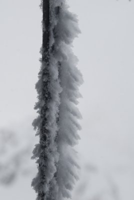 _DSC8120.JPG