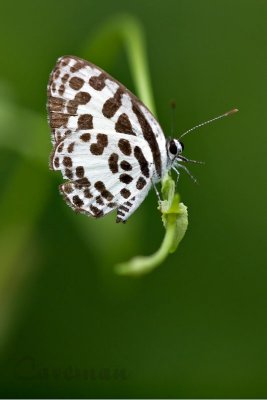 Castalius rosimon rosimon (The Common Pierrot)