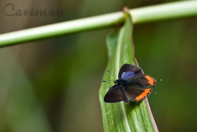 Heliophorus ila malaya - male