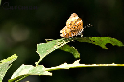 Laxita thuisto thuisto (Lesser Harlequin)