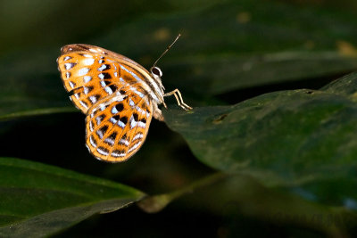 Laxita thuisto thuisto (Lesser Harlequin)