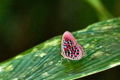 Paralaxita damajanti damajanti