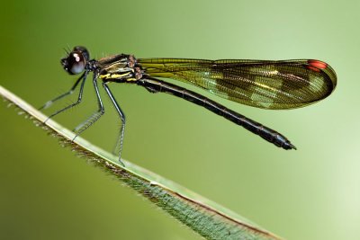 Aristocypha fenestrella (male)