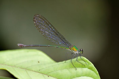 Vestalis amoena or Vestalis amethystina (female)