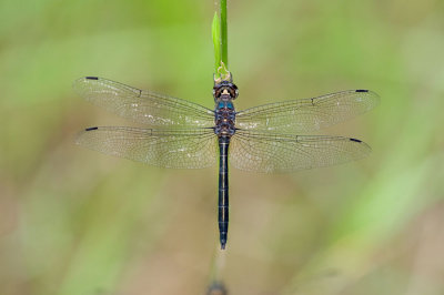 Cratilla lineata