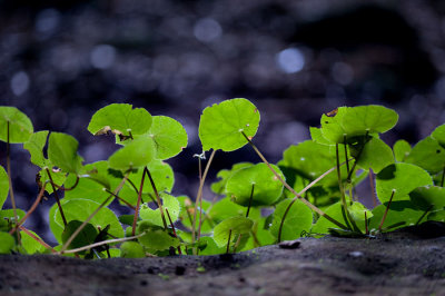 leaves