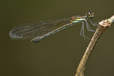 Libelago lineata, female