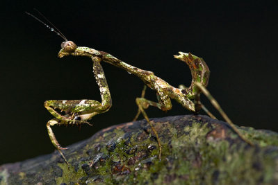 mantis