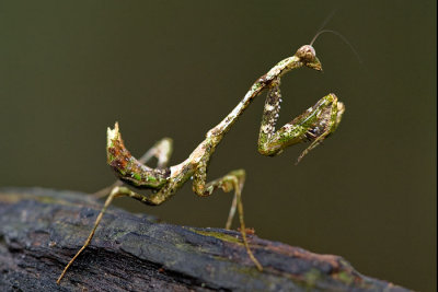 mantis