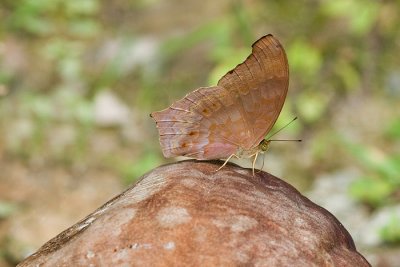 Terinos clarissa malayanus