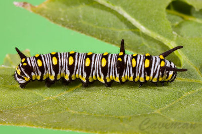 3rd instar.jpg
