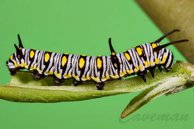 4th instar.jpg