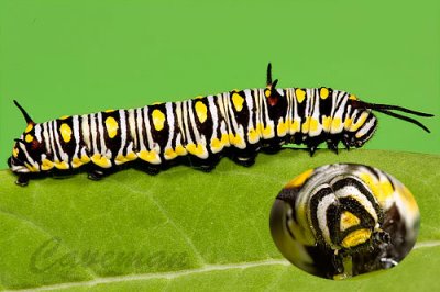 5th instar.jpg