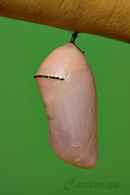 pupa 2.jpg