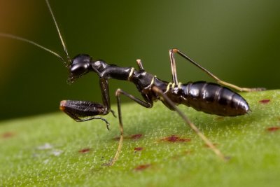 Mantis