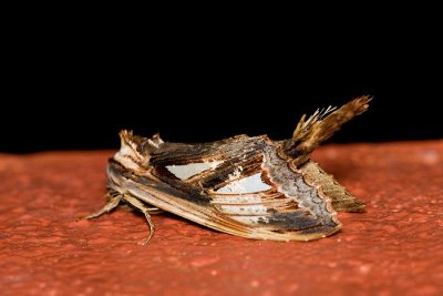 Notodontidae, Dudusinae: Tarsolepis sp.