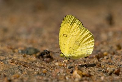 Eurema hecabe contubernalis (Common Grass Yellow)