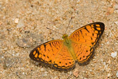 Phalanta alcippe alcesta (The Small Leopard)