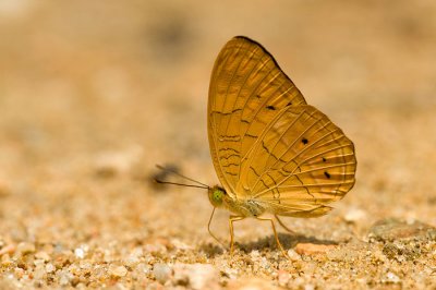 Phalanta alcippe alcesta (The Small Leopard)