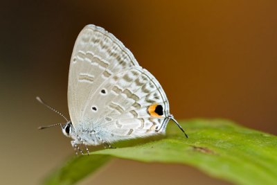 Catochrysops strabo strabo (Forget-me-not)
