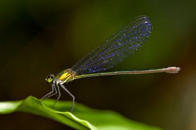 Vestalis amoena or Vestalis amethystina (female)