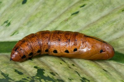 Pupa - Oleander Hawk Moth (Daphnis nerii)