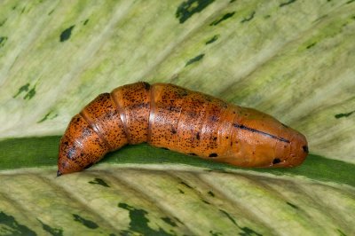 Pupa - Oleander Hawk Moth (Daphnis nerii)