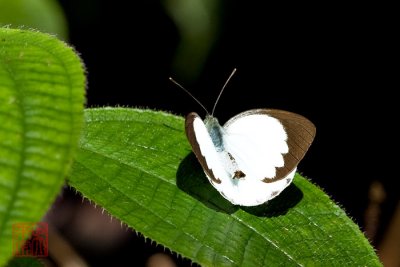 Phrissura aegis cynis (The Forest White)